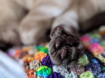 Cat paw on top of a crochet blanket