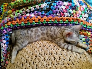 A kitten on top of a woollen jumper and beneath a knitted blanket